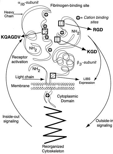 2B3A Inhibitors | CathLab.com